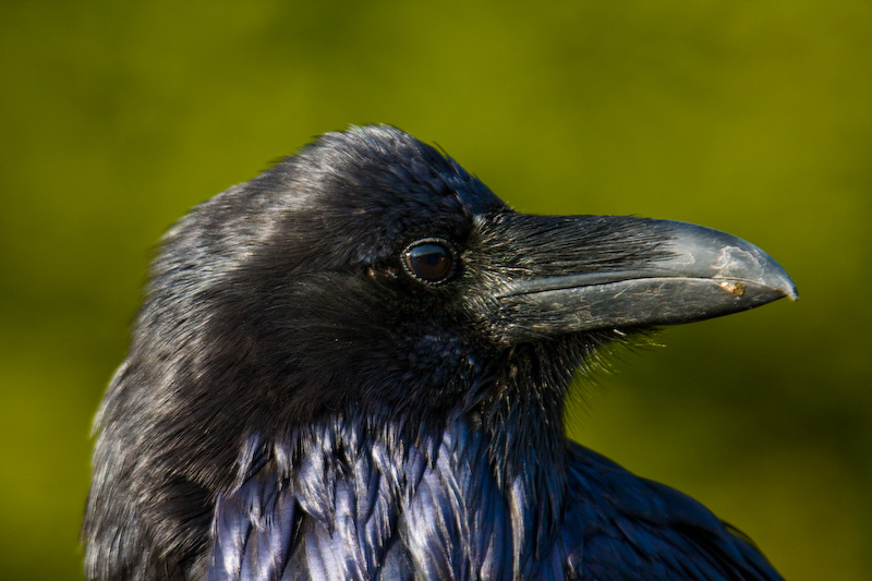 Common Raven